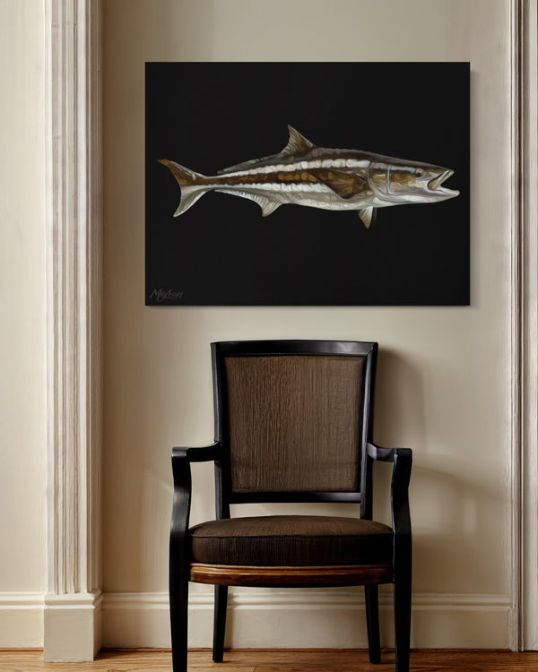 "Cobia Contrast"