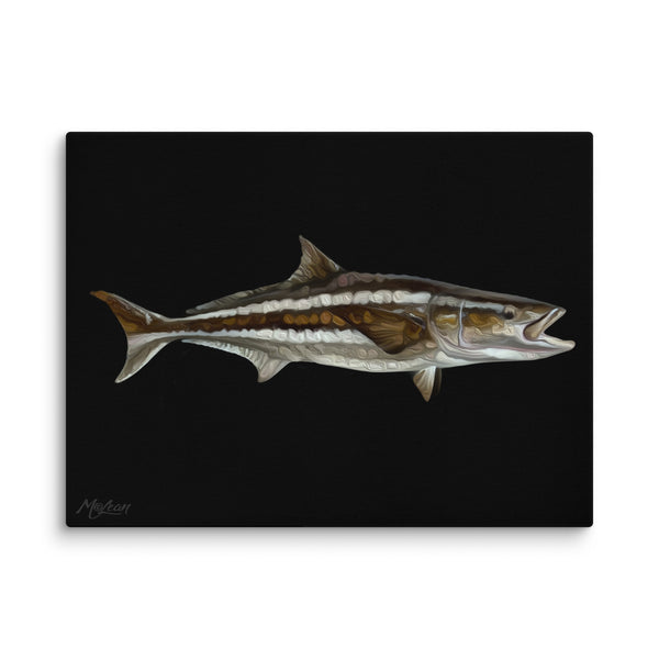 "Cobia Contrast"