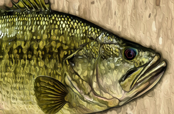 Freshwater Fish