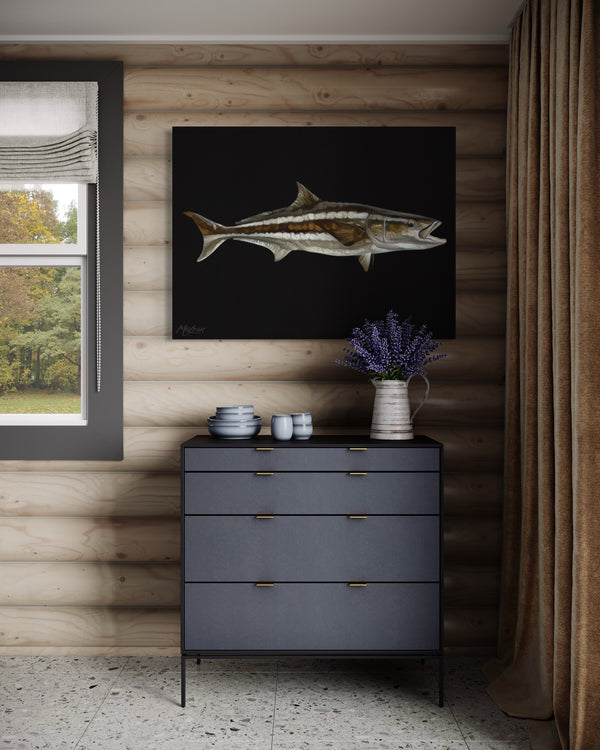 "Cobia Contrast"
