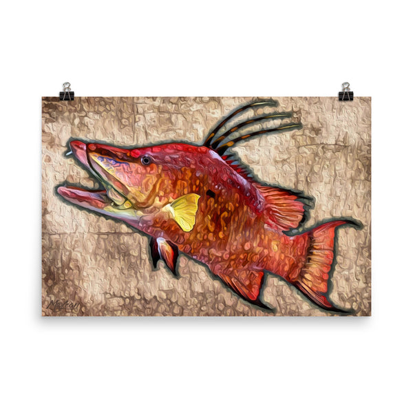 "Hogfish"